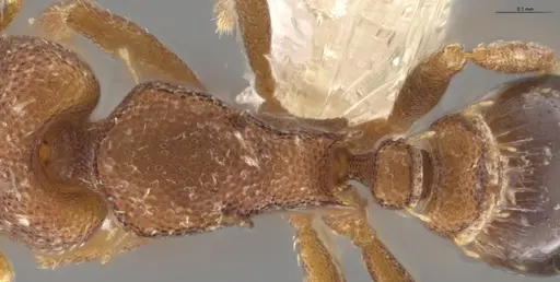 Strumigenys brevicornis - CASENT0648556