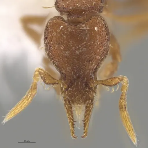 Strumigenys brevicornis - CASENT0648556