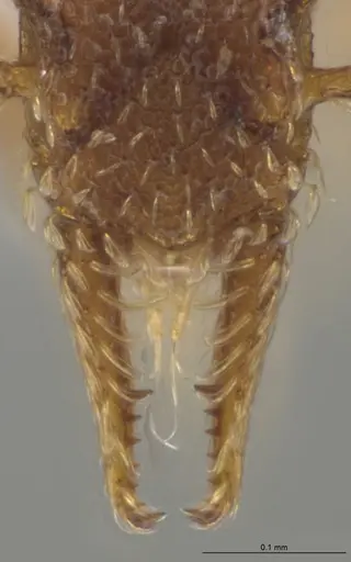 Strumigenys brevicornis - CASENT0648556