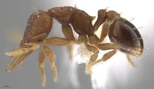 Strumigenys brevicornis - CASENT0648556