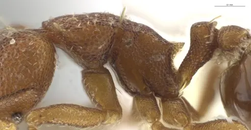 Strumigenys brevicornis - CASENT0648556