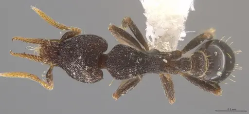 Strumigenys brevicornis - CASENT0648572