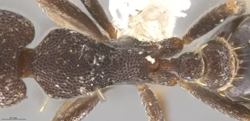 Strumigenys brevicornis - CASENT0648572