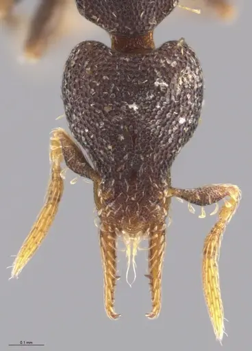 Strumigenys brevicornis - CASENT0648572