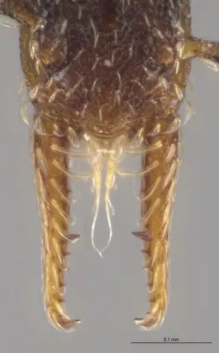 Strumigenys brevicornis - CASENT0648572