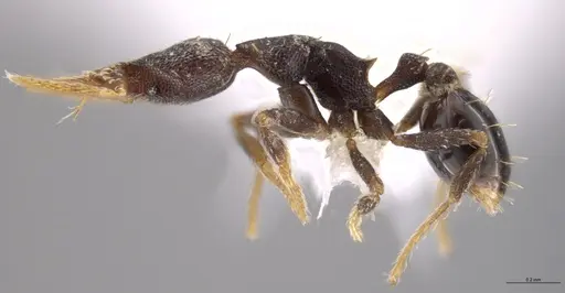 Strumigenys brevicornis - CASENT0648572