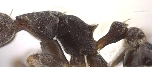 Strumigenys brevicornis - CASENT0648572