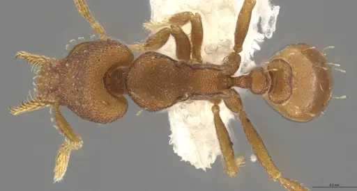 Strumigenys brevicornis - CASENT0653034