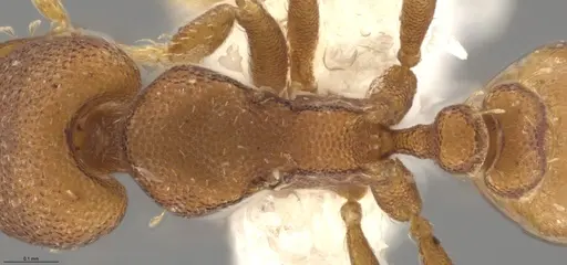 Strumigenys brevicornis - CASENT0653034