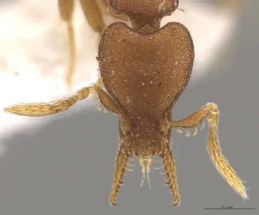 Strumigenys brevicornis - CASENT0653034