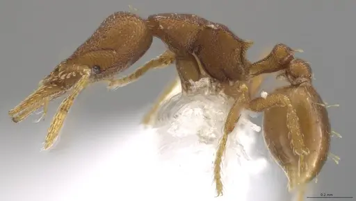 Strumigenys brevicornis - CASENT0653034