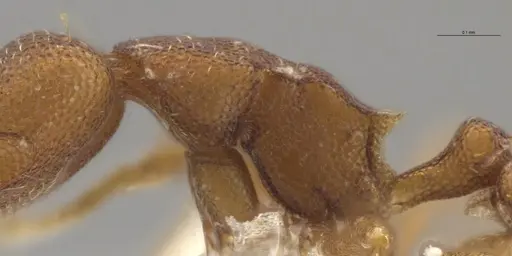 Strumigenys brevicornis - CASENT0653034