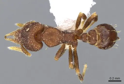 Strumigenys brevicornis - CASENT0914682