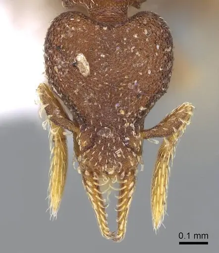 Strumigenys brevicornis - CASENT0914682