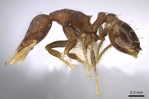 Strumigenys brevicornis - CASENT0914682