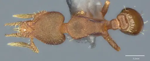 Strumigenys brevicornis - CASENT4036113