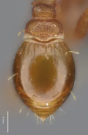 Strumigenys brevicornis - CASENT4036113