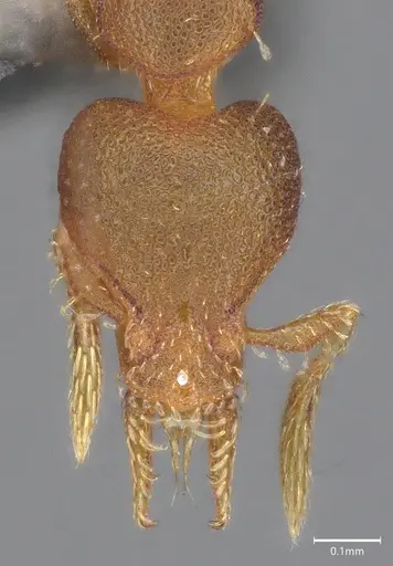 Strumigenys brevicornis - CASENT4036113