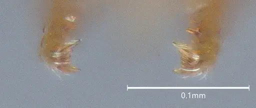 Strumigenys brevicornis - CASENT4036113