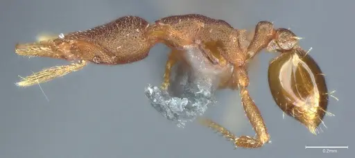 Strumigenys brevicornis - CASENT4036113