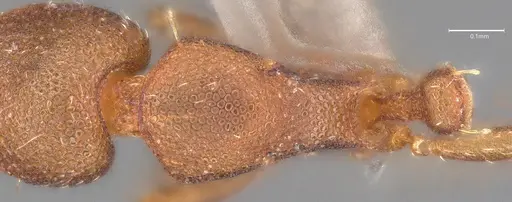 Strumigenys brevicornis - CASENT4036114