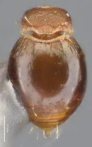 Strumigenys brevicornis - CASENT4036114