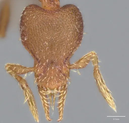 Strumigenys brevicornis - CASENT4036114