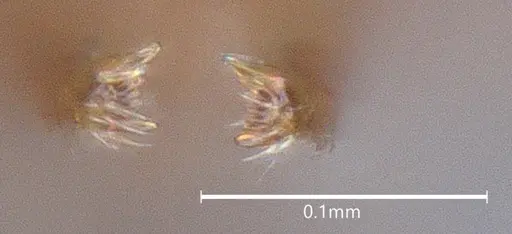 Strumigenys brevicornis - CASENT4036114