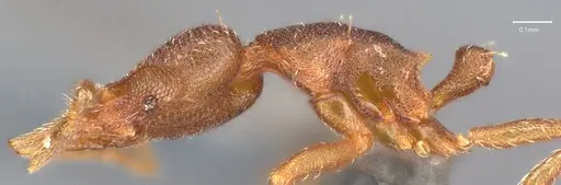 Strumigenys brevicornis - CASENT4036114