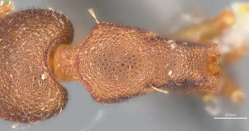 Strumigenys brevicornis - CASENT4036115