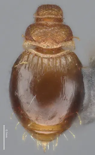 Strumigenys brevicornis - CASENT4036115