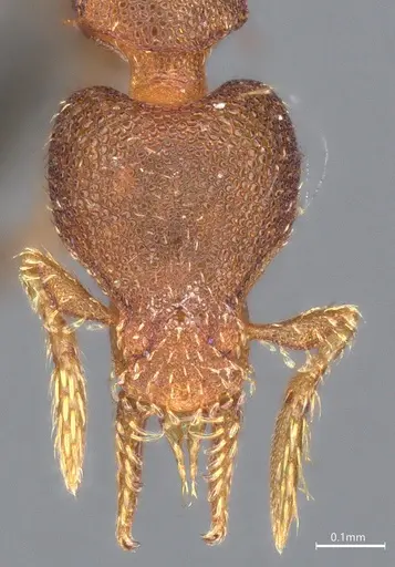 Strumigenys brevicornis - CASENT4036115