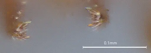 Strumigenys brevicornis - CASENT4036115