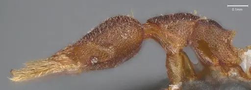 Strumigenys brevicornis - CASENT4036115