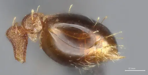 Strumigenys brevicornis - CASENT4036115