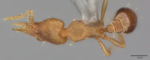 Strumigenys brevicornis - CASENT4036116