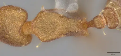 Strumigenys brevicornis - CASENT4036116