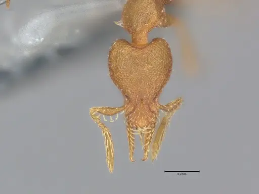 Strumigenys brevicornis - CASENT4036116