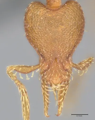 Strumigenys brevicornis - CASENT4036116