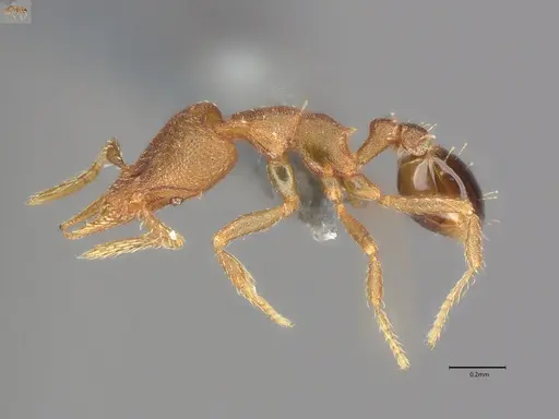 Strumigenys brevicornis - CASENT4036116