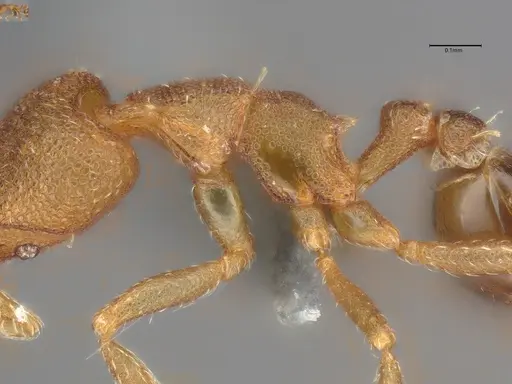 Strumigenys brevicornis - CASENT4036116