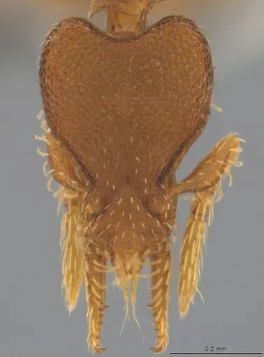 Strumigenys brevicornis - CASENT4036117