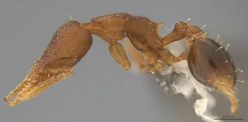 Strumigenys brevicornis - CASENT4036117