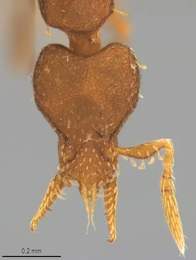 Strumigenys brevicornis - CASENT4036201