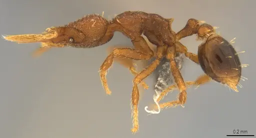 Strumigenys brevicornis - CASENT4036201