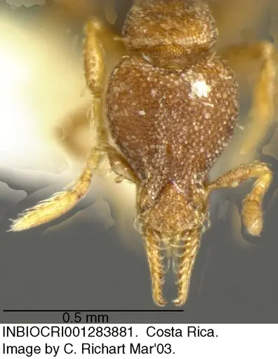 Strumigenys brevicornis - INBIOCRI001283881