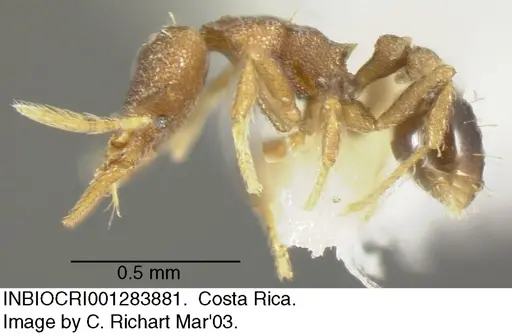 Strumigenys brevicornis - INBIOCRI001283881