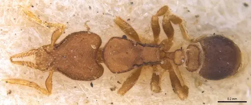 Strumigenys brevicornis - MZSPHYM0140060