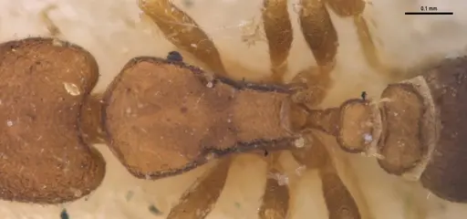 Strumigenys brevicornis - MZSPHYM0140060