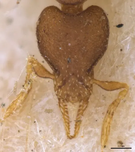 Strumigenys brevicornis - MZSPHYM0140060